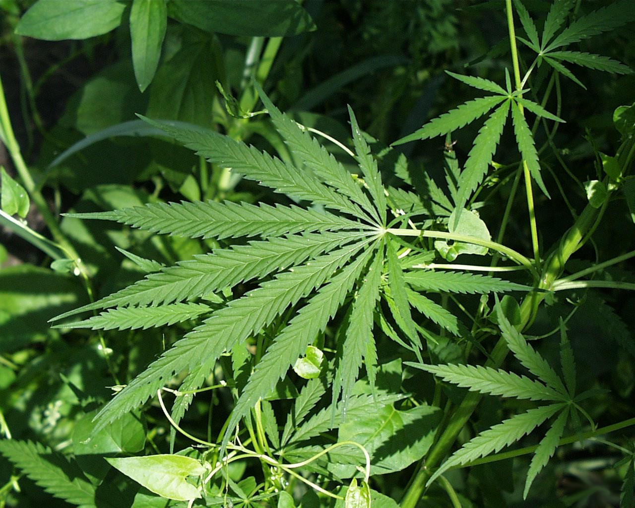 Marijuana misuse