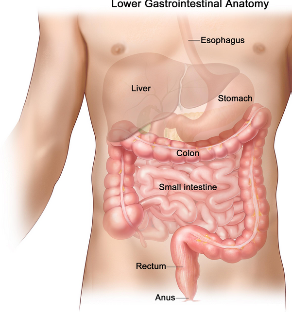 GI Tract Inflammation
