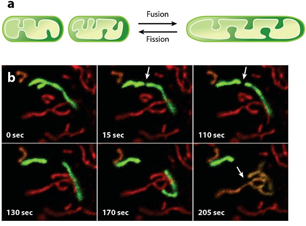 mitochondrion