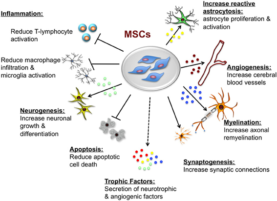 Mesenchymal Stem Cells