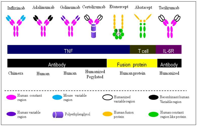 Stem Cells As Used In Treating Rheumatoid Arthritis  Despite Rheumatoid Arthritis being a common disease many people still do not know much about this disease and therefore it is necessary to begin by shedding light on what rheumatoid arthritis is all about. Rheumatoid arthritis is an autoimmune disease in which the patient’s immune system generates cellular and antibody responses to various components of the joint such as type I collagen. This immune response causes myriads of problems. First it causes joint destruction but it may also lead to other problems as pulmonary fibrosis, renal damage and even heart damage. Rheumatoid arthritis is known for its debilitating effects especially since it destroys joints. Currently medical researchers are working on stem cell therapy; the medical fraternity has shown optimism that the stem cells can be used to help patients suffering from rheumatoid arthritis. Stem cells are unprogrammed cells in the human body that have the ability to shift shape; they can be turned into different cells and used to replace the damaged cells causing problems. It is the ability of the stem cells to differentiate into other types of cells that have gave them the medicinal qualities that doctors are taking advantage of. Today, stem cells are at the center of a new field of science called regenerative medicine. Because stem cells can become bone, muscle, cartilage and other specialized types of cells, they have the potential to treat many diseases, including Parkinson's, Alzheimer's, Diabetes, arthritis, cancer among others. The stem cell Therapy Stem cell therapy is a strategy that is used in treating disease by introducing adult stem cells into damaged tissues in order to treat the disease, correct the damage and restore the functions of the tissues. there is optimism in medical research fields that the stem cells have the potential to change the face of human disease and alleviate suffering. The ability of stem cells to self-renew and give rise to subsequent generations with variable degrees of differentiation capacities, offers significant potential for generation of tissues that can potentially replace diseases and damaged areas in the body, with minimal risk of rejection and side effects. Stem cells for Rheumatoid Arthritis  Rheumatoid arthritis is not easily treated. The methods that have been used to treat, some of which are still being used are not very effective and pose a great threat in the long term. They may offer momentary relief but these approaches possess long-term adverse effects due to non-specific inhibition of immune responses. In addition, the methods that have been used do not attempt to heal the damage that has already taken place in the joints and other tissues. these methods that have been in use may include immune suppressive agents such as steroids, methothrexate, cyclosporine, gold, and infliximab. It is expected that with advancement in treatment strategies of Rheumatoid Arthritis and use of target therapies, the patients will have a better way to acquire treatment. Stem cell therapy is one of these advancements.  Currently, there are many institutions that are studying the effects of adult stem cell therapy on patients diagnosed with rheumatoid arthritis. Stem cell therapy is viewed as a clever way of treating rheumatoid arthritis since the disease causes inflammations and tissue damage, the stem cells can be used as target therapy to replace cells damaged in the inflamed areas of the body by inducing an anti-inflammatory effect. The ability of the stem cells to produce regular T cells is also being studied; T cells are a type of immune cell whose responsibility is to regulate the immune system while maintaining tolerance to self-antigens. By differentiating into these types of healthy cells there is hope that adult mesenchymal cells will be able to address the complications caused by Rheumatoid Arthritis. In animals, stem cells therapy has shown considerable achievement in healing different forms of arthritis. A company known as Vet-Stem routinely utilizes stem cells in horses with various joint deformities to accelerate healing. There is also another advantage that stem cell therapy brings, the stem cell therapy not only helps in healing of damaged tissues but also modulates the immune system so as to shut off pathological responses while preserving ability to fight off diseases. Stem cells and specifically, mesenchymal stem cells home to inflamed tissue and start producing anti-inflammatory agents. These mediators act locally and do not suppress the immune response of the patient’s whole body.  Various ways of administering Stem cells  As known rheumatoid arthritis affect specific parts of the body, especially the joints where they damage the every tissue. With the stem cell therapy these damaged tissues can be targeted locally by introducing large amounts of stem cells into the areas where they are mostly needed. Here are some of the ways through which the stem cells can be administered into the affected areas of the body. 	Full body IV – directed into the vein 	Intra Nasal – administration to access a highly vascular pathway of the nose to encourage more stem cells to travel past the blood brain barrier. 	Direct site injections – injected directly into the site that needs repair, i.e., muscles and tendons Where can we harvest the stem cells For treatment of rheumatoid arthritis, a specific type of stem cells is used. This type of stem cell is known as allogeneic mesenchymal stem cells to treat rheumatoid arthritis. The allogeneic mesenchymal stem cells can be obtained from human umbilical cords donated after normal, healthy births. Finally, you need help to live a life that is free from chronic diseases like rheumatoid arthritis; you will also need help when you are sick of the same. Dr. Dalal Akoury (MD), founder of the AWAREmed Health and Wellness Resource Center Located at Myrtle Beach, North Caroline has unequalled experienced in handling these diseases, call on her for help. Stem Cells As Used In Treating Rheumatoid Arthritis 