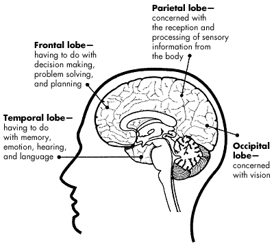 brain