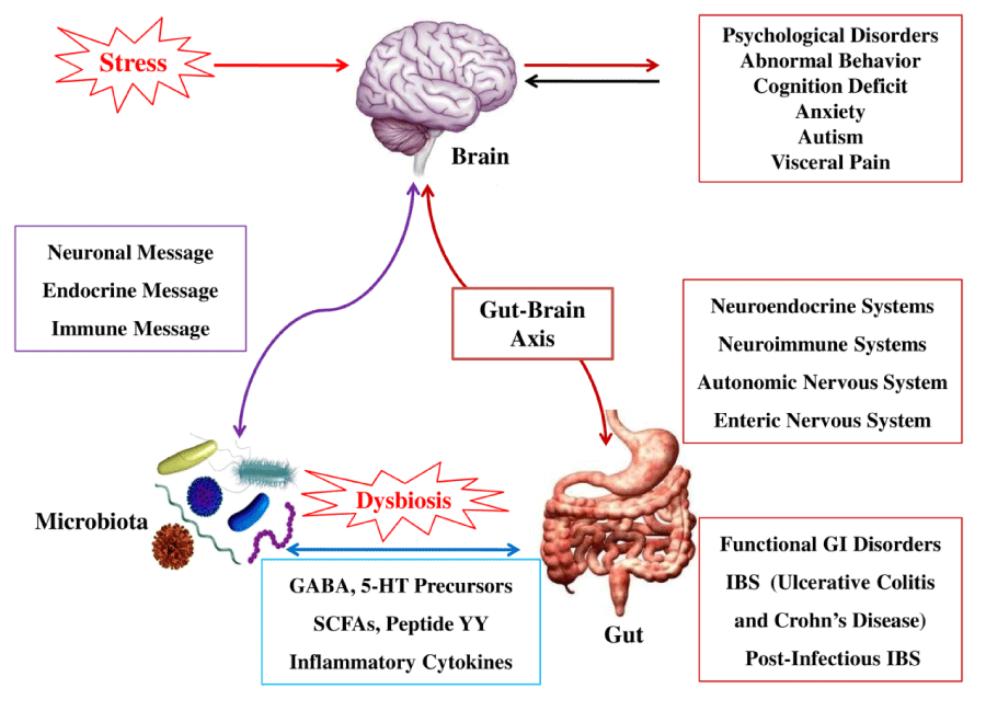 Understanding leaky gut 