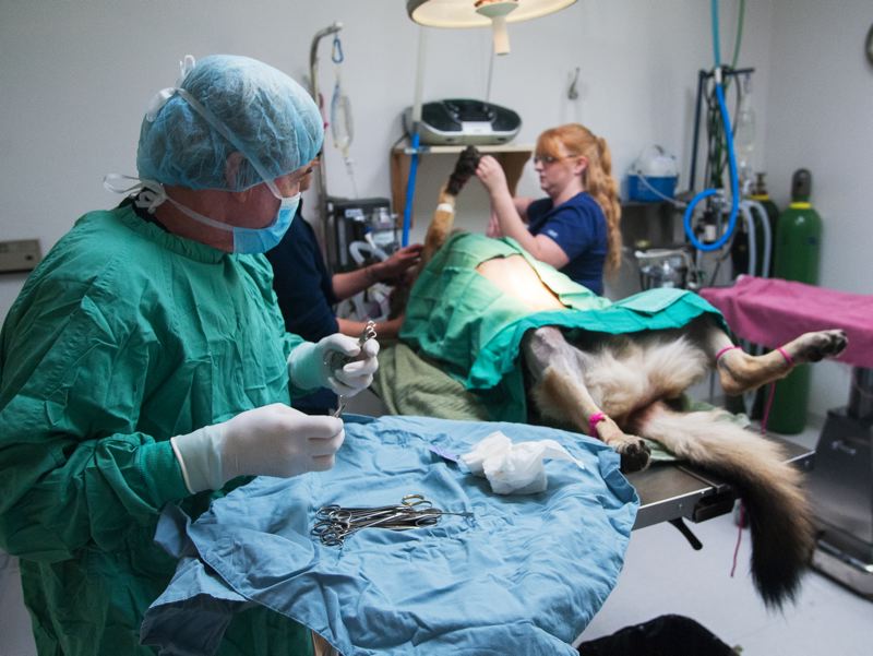 stem cell therapy for dogs