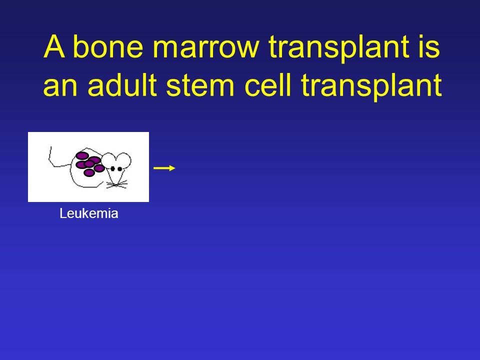 adult stem cell