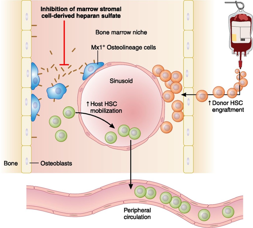 stem cells