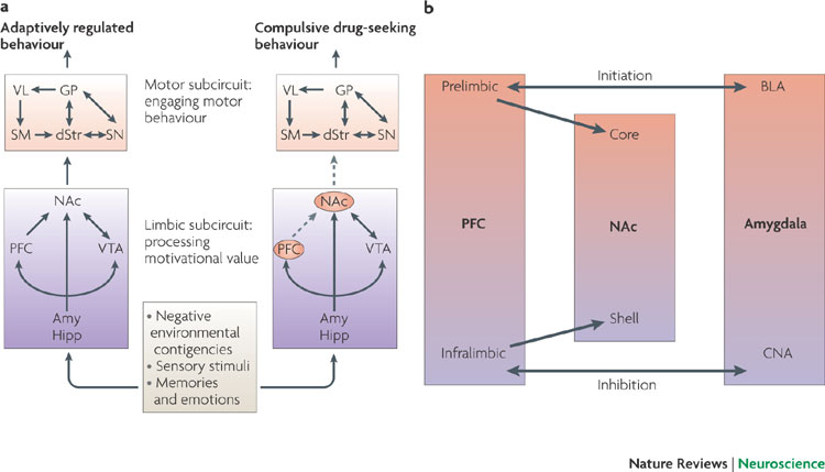 Glutamate-Homeostasis-Hypothesis-Addiction