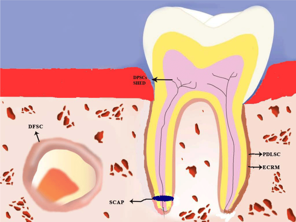 dental pulp stem cells