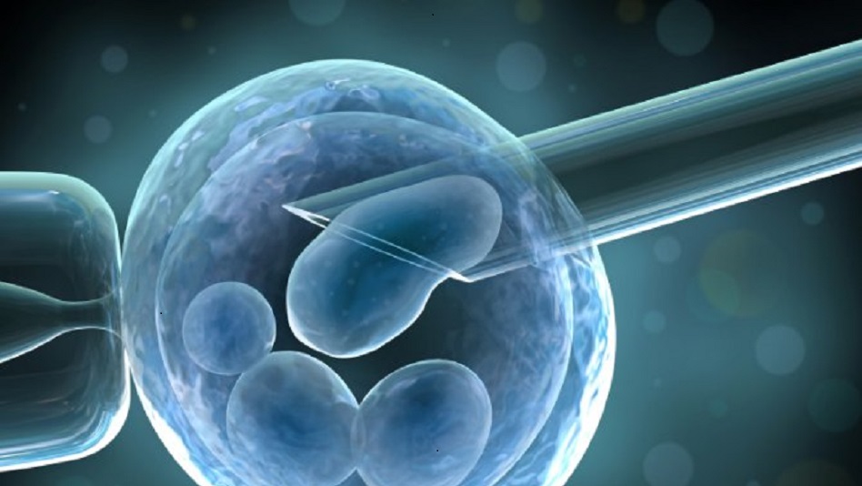 stem cells