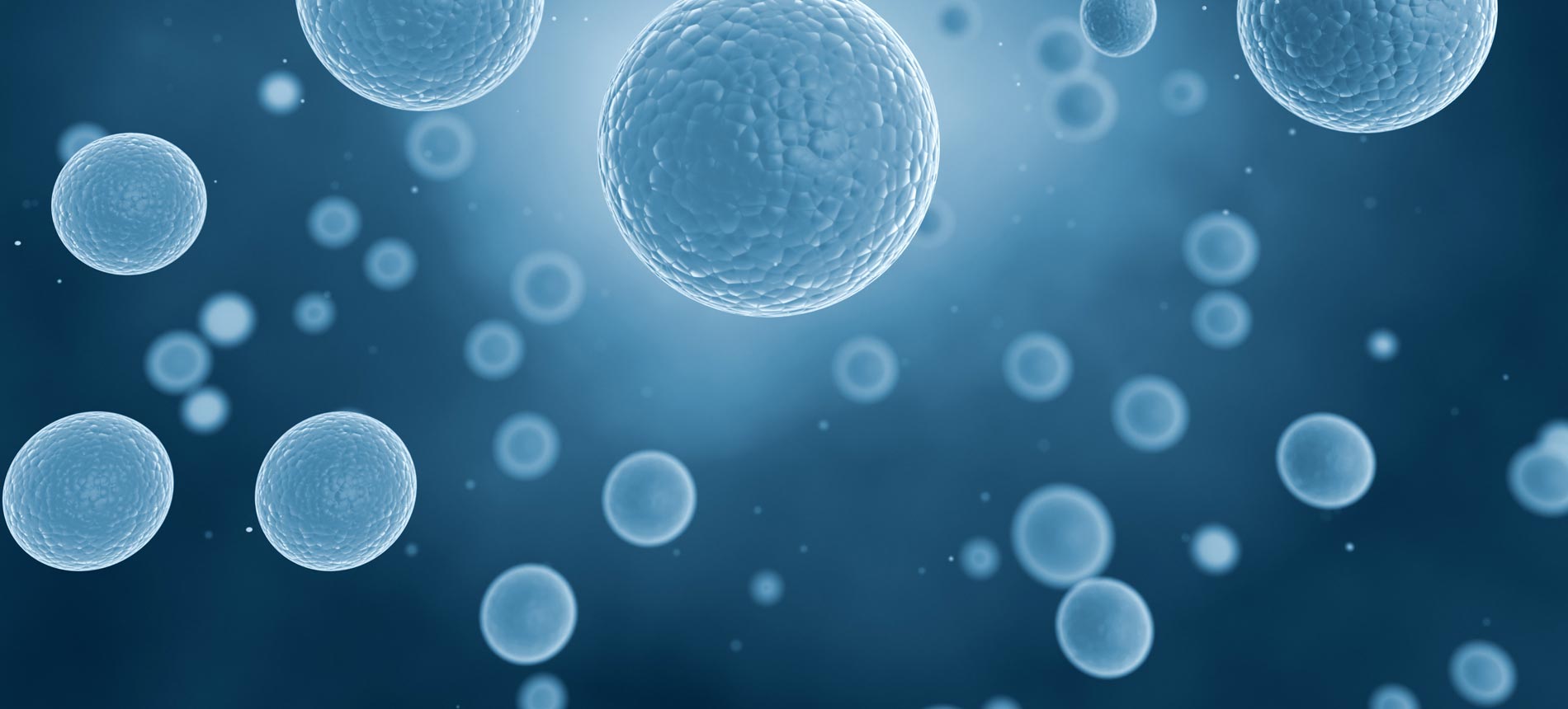 stem cells