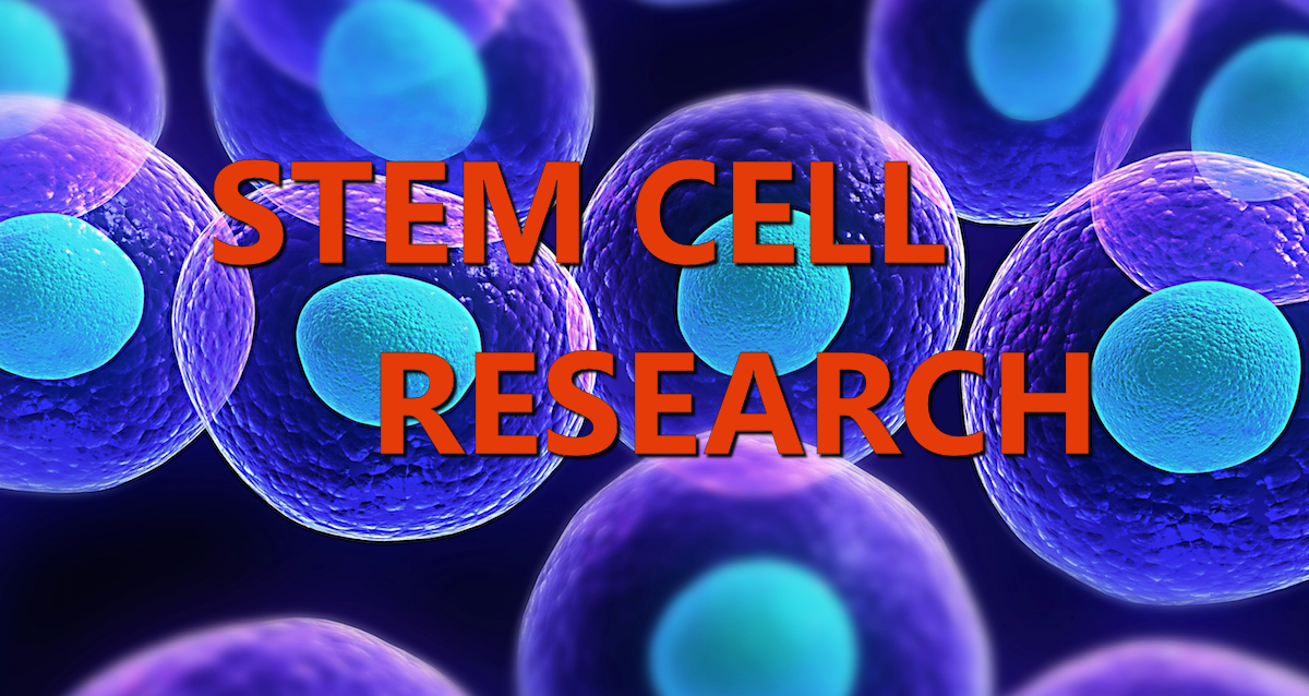 stem cells